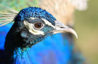 Detail páva - Canon R5 Mark II