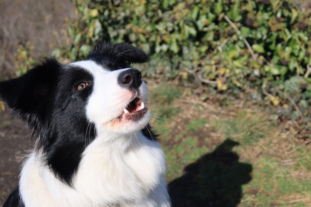 Canon PowerShot G7 X Mark III recenze 2026 - pes v krajině