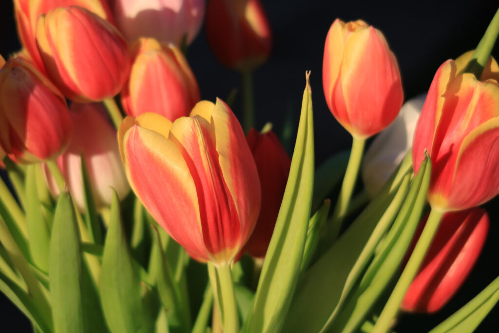 Canon PowerShot G7 X Mark III recenze 2026 - květiny a stín