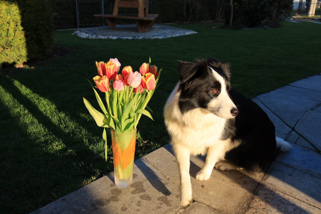 Canon PowerShot G7 X Mark III recenze 2026 - pes, květiny a stín