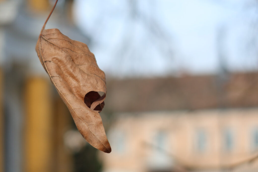 Canon PowerShot G7 X Mark III recenze 2026 - list