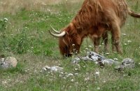 Canon Powershot Golf Recenze