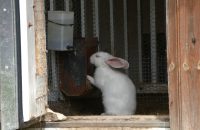 Canon Powershot Golf Recenze