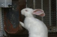 Canon Powershot Golf Recenze