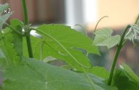 Canon Powershot Golf Recenze