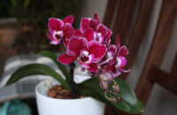 Canon PowerShot V1 - květina