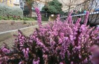 Canon PowerShot V1 - květina