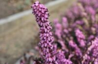 Canon PowerShot V1 - květina