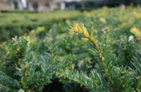 Canon PowerShot V1 - Keř