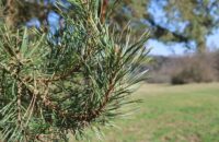 Canon PowerShot V1 - borovice