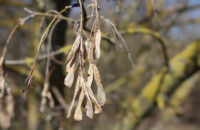 Canon PowerShot V1 - list