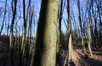 Canon PowerShot V1 - strom