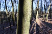 Canon PowerShot V1 - strom