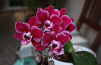 Canon PowerShot V1 - list