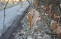 Canon PowerShot V1 - list