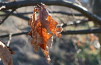 Canon PowerShot V1 - list