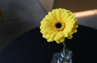 Canon PowerShot V1 - květina a káva