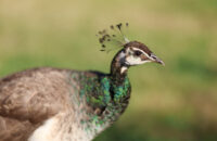 Páv - recenze foťáku Canon R5 Mark II