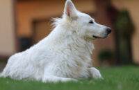 Bílý švýcarský ovčák - recenze foťáku Canon R5 Mark II