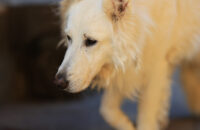 Bílý švýcarský ovčák - recenze foťáku Canon R5 Mark II