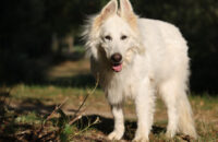 Bílý švýcarský ovčák - recenze foťáku Canon R5 Mark II