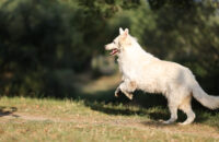 Bílý švýcarský ovčák - recenze foťáku Canon R5 Mark II