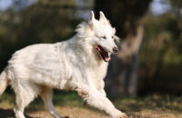 Bílý švýcarský ovčák - recenze foťáku Canon R5 Mark II