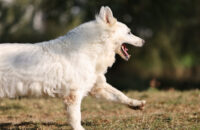 Bílý švýcarský ovčák - recenze foťáku Canon R5 Mark II