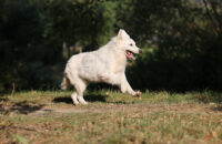 Bílý švýcarský ovčák - recenze foťáku Canon R5 Mark II