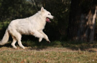 Bílý švýcarský ovčák - recenze foťáku Canon R5 Mark II