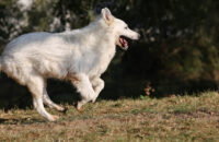 Bílý švýcarský ovčák - recenze foťáku Canon R5 Mark II