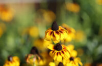 Detail květiny - recenze foťáku Canon R5 Mark II