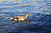 Kachna na Vltavě - recenze foťáku Canon R5 Mark II