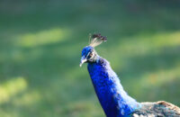 Páv - recenze foťáku Canon R5 Mark II