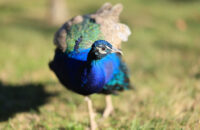 Páv - recenze foťáku Canon R5 Mark II