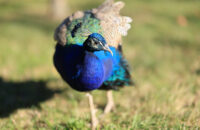 Páv - recenze foťáku Canon R5 Mark II