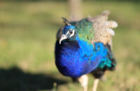 Páv - recenze foťáku Canon R5 Mark II