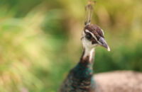 Páv - recenze foťáku Canon R5 Mark II