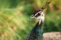 Páv - recenze foťáku Canon R5 Mark II