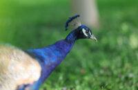 Páv - recenze foťáku Canon R5 Mark II