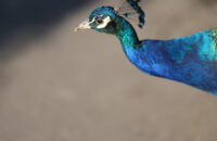 Páv - recenze foťáku Canon R5 Mark II