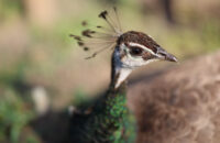 Páv - recenze foťáku Canon R5 Mark II