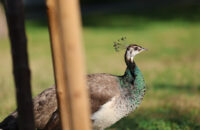 Páv - recenze foťáku Canon R5 Mark II