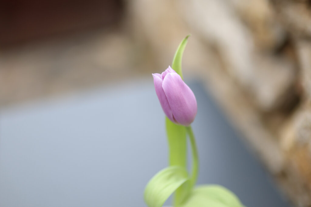 Canon RF 45mm F1.2 STM - detail