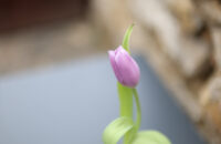 Canon RF 45mm F1.2 STM - detail