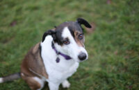 Canon RF 45mm F1.2 STM - recenze - pes