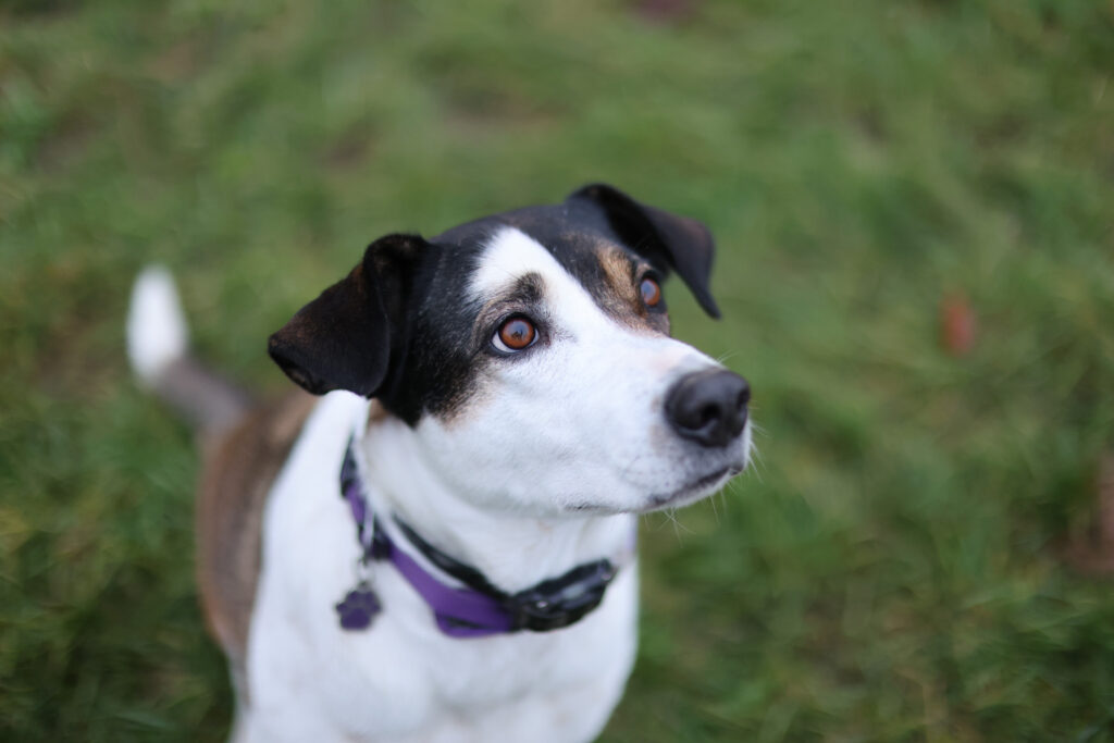 Canon RF 45mm F1.2 STM - recenze - pes