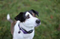 Canon RF 45mm F1.2 STM - recenze - pes