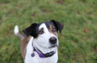 Canon RF 45mm F1.2 STM - recenze - pes