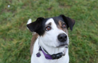 Canon RF 45mm F1.2 STM - recenze - pes